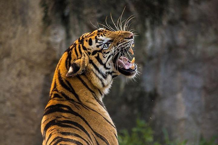 Tour privato di 2 giorni a Ranthambhore Tiger Safari da Jaipur