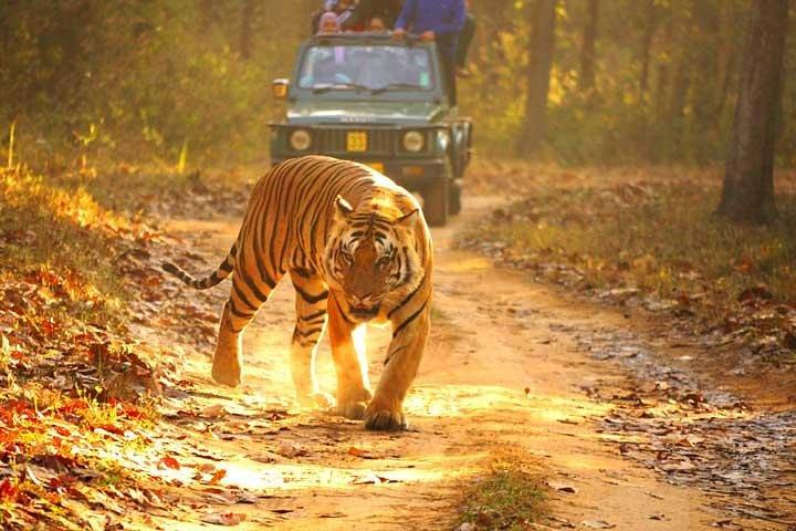 Ranthambhore Tiger Tour di Delhi, Agra e Jaipur Hotel 5 stelle