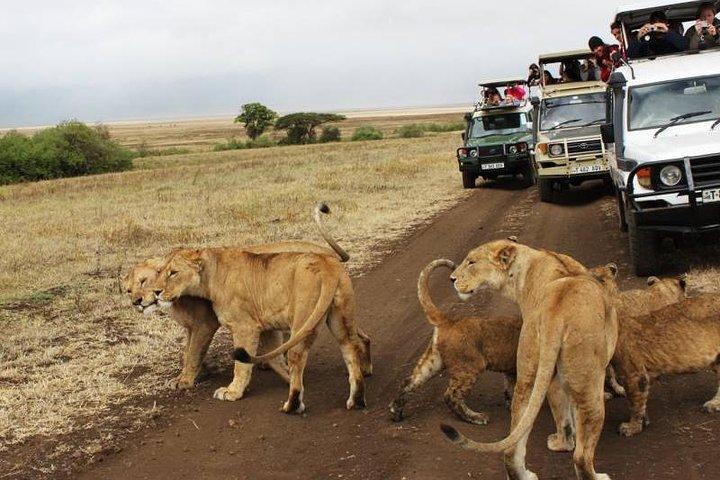 16 Tage Großes Abenteuer Kenia - Tansania Klassische Safari (MINIMUM 2 PERSONEN)