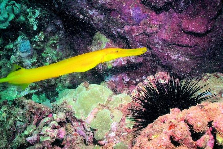 Kauai's Ultimate South Shore 2 Tank Dive (Kun certificerede dykkere)