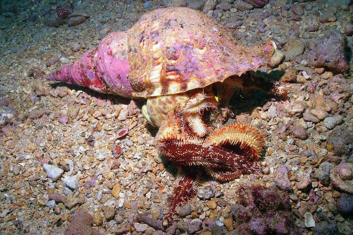 Kauai's Ultimate South Shore 2 Tank Dive (Kun certificerede dykkere)