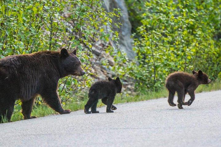 マリニュ湖ハイキングとジャスパー野生動物と観光ツアー