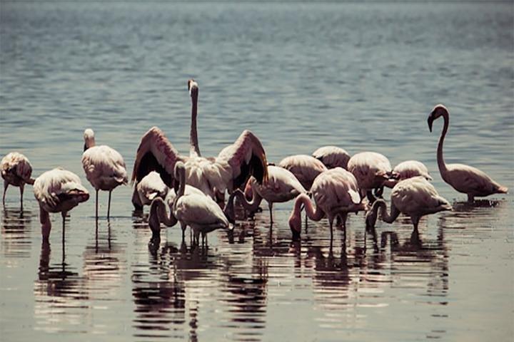 Fayoum Full Day Tour Bird Watching