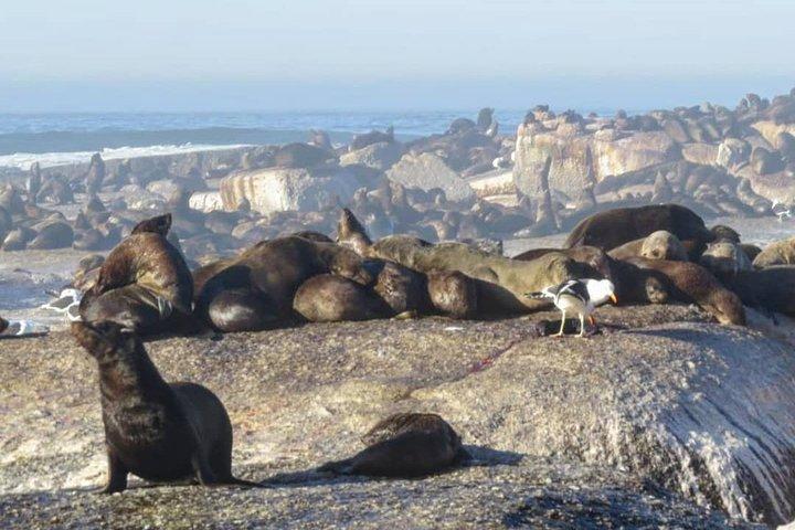 一日中喜望峰とボールダーズペンギンコロニー