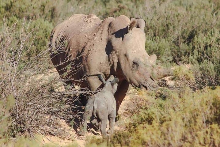 Wildlife and Safari Tour