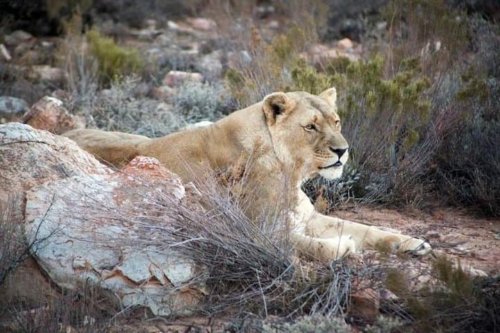 Wildlife and Safari Tour