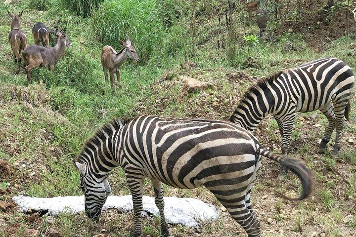 Cebu Safari Day Tour
