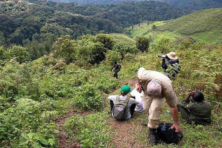 Gorilla stupefacente nella nebbia