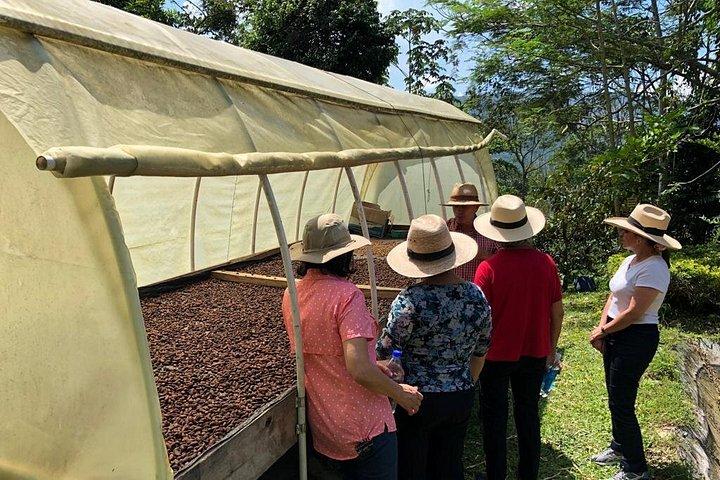 Chocolate Tour and tropical Fruits