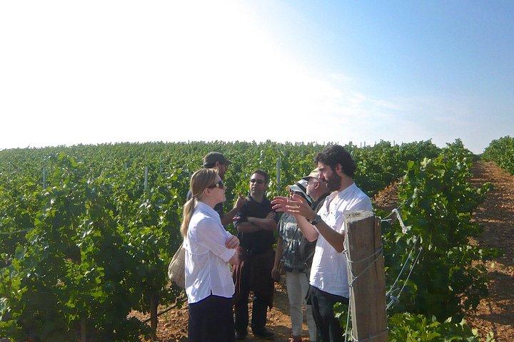 Madrid Landweingüter Führung mit Weinprobe
