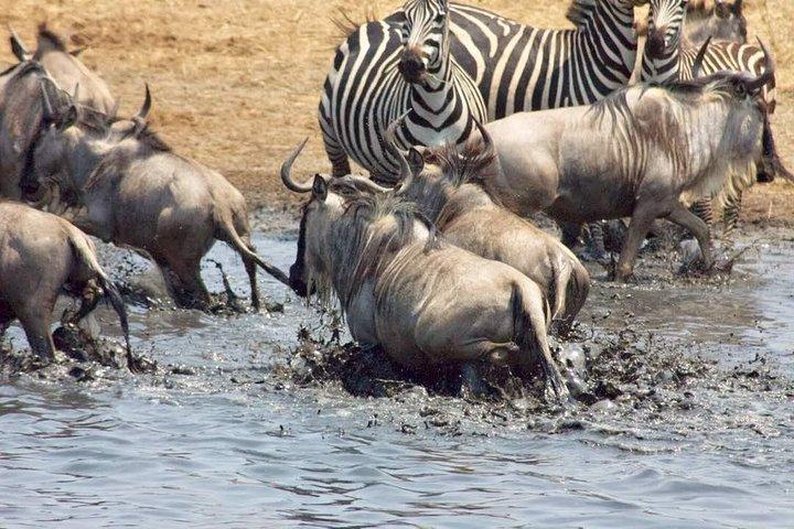 5-dagars migrationssafari