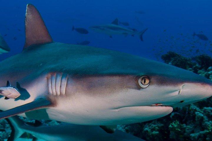 Buceo para principiantes - Hurghada