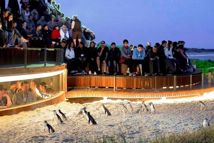 メルボルン発少人数グループ フィリップ島午後の日帰り旅行