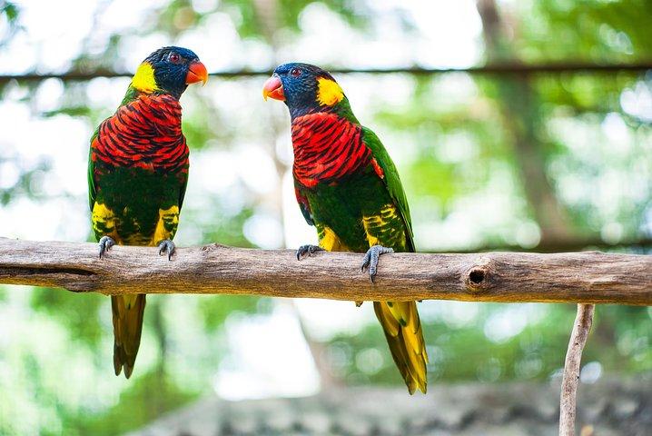 クアラ・ルンプルの自然、鳥、蝶を楽しむ家族向け半日プライベートツアー