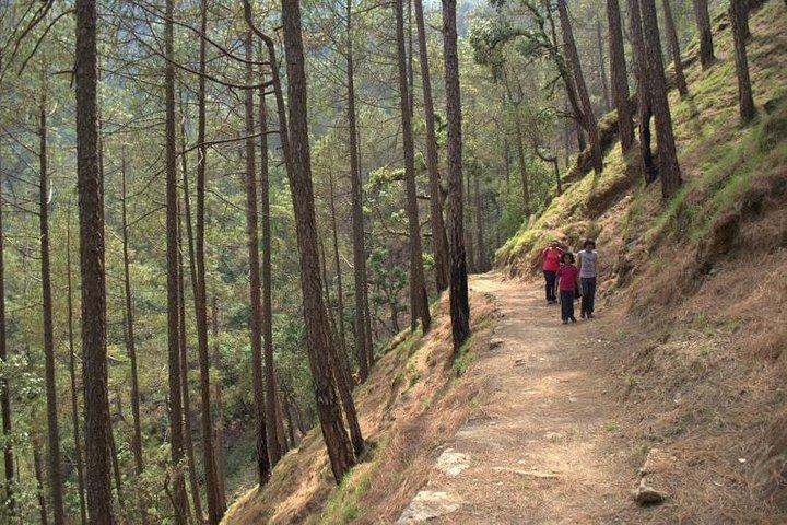 Vacaciones a pie en el santuario de Kumaon/Binsar