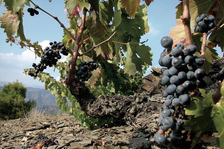 WINE TOUR PRIORAT: Visita 2 migliori cantine, degustazione di vini e pranzo gourmet