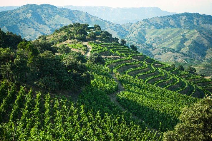 WINE TOUR PRIORAT: Visita 2 migliori cantine, degustazione di vini e pranzo gourmet