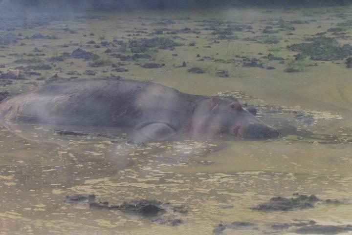 7 dages eksklusiv Gorilla oplevelse i Uganda