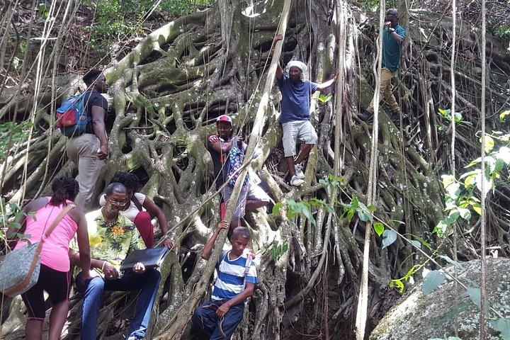 St Kitts Half-Day Rainforest Tour