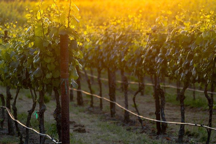Paso Robles Weinabenteuer in der Weinregion Paso Robles