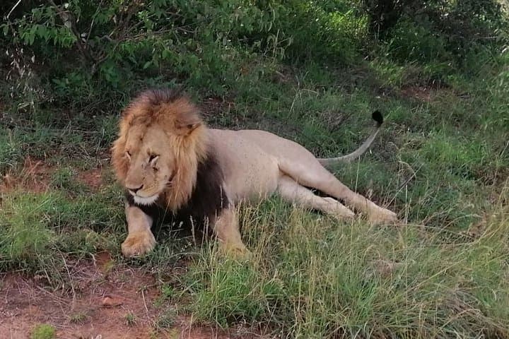 3 Days Masai Mara Safari Group Joining (Daily Departures)