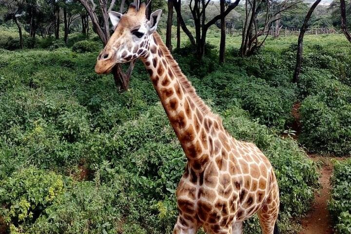 3 Days Masai Mara Safari Group Joining (Daily Departures)