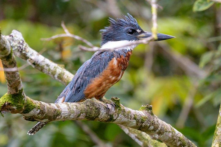 Cruzeiro de safari no Parque Nacional Palo Verde