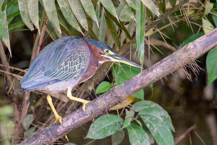 Cruzeiro de safari no Parque Nacional Palo Verde