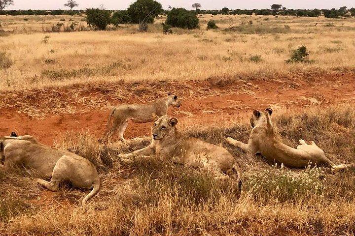 5-dagars migrationssafari