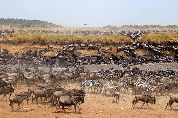 5-dagars migrationssafari