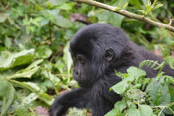 5 jours Primates Habituation Experience Uganda