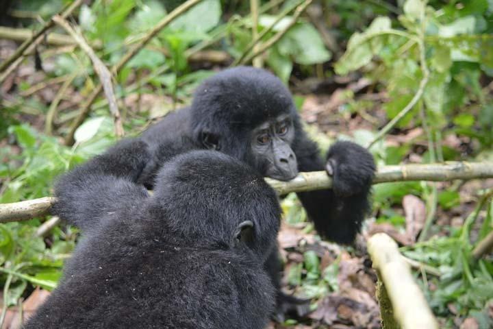5 jours Primates Habituation Experience Uganda