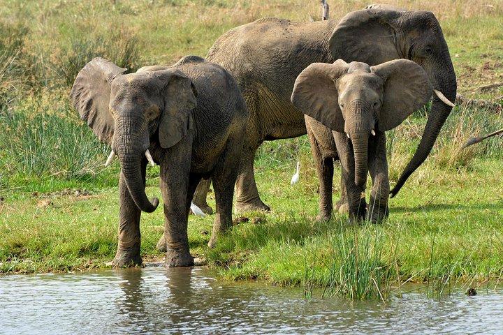 Safári de vida selvagem de 3 dias em Murchison Falls