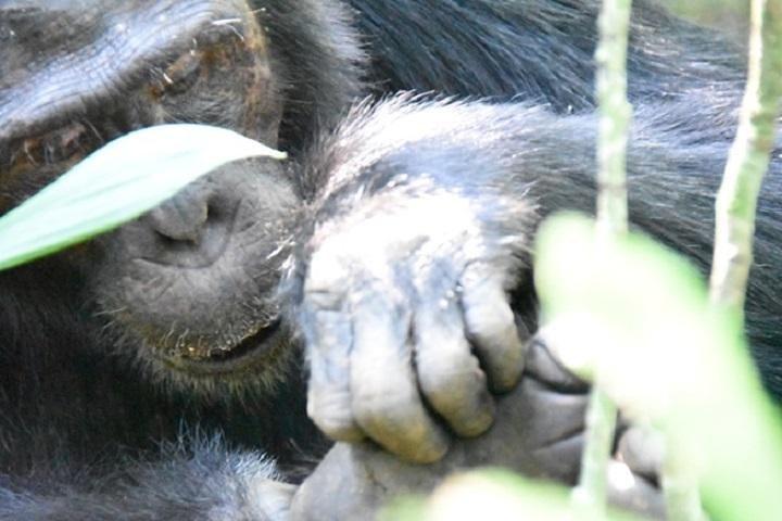 10 jours de safari classique en Ouganda