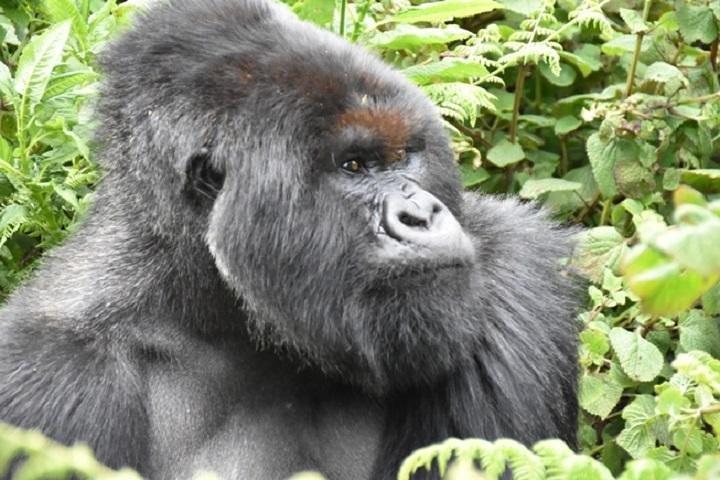 4 Tage Gorilla Erfahrung Uganda