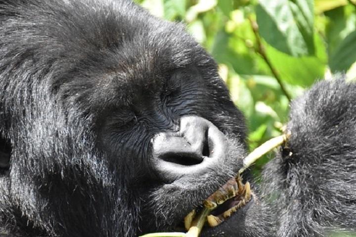 4 Tage Gorilla Erfahrung Uganda