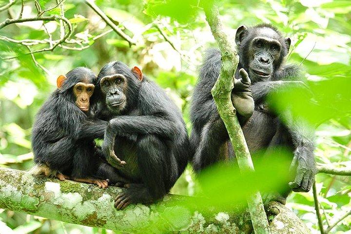 2 Dage Rwanda Chimpanzees Trekking, Zipline og Canopy Walking Tour