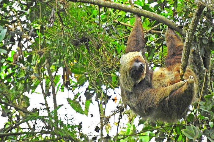 Birdwatching Private Tour at Chicaque Natural Park