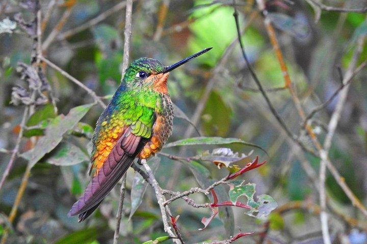 Birdwatching Private Tour at Chicaque Natural Park