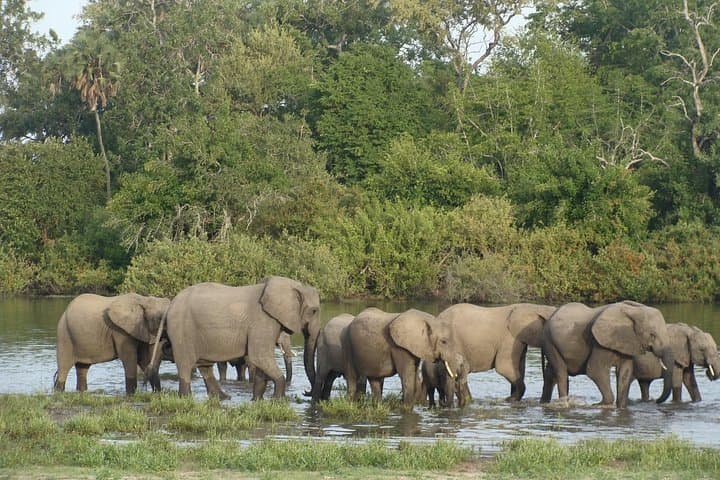 A Day Trip To Selous Fly From Zanzibar
