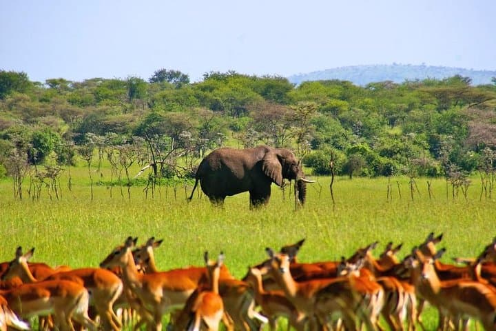 A Day Trip To Selous Fly From Zanzibar