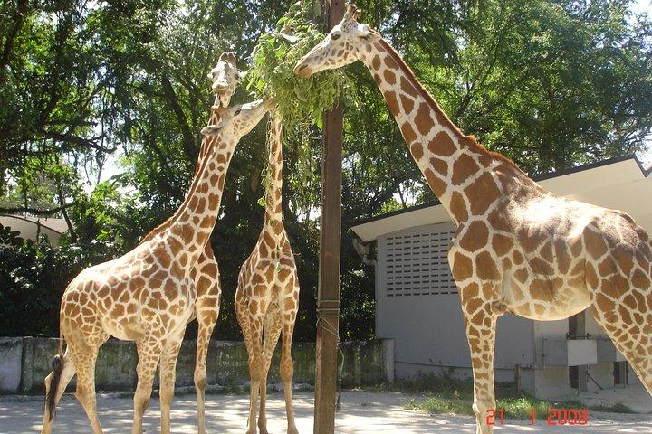 Nationaler Zoo mit Riesenpanda