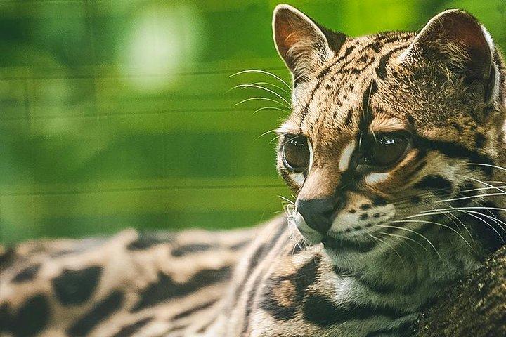 Wildlife Rescue Center Tour i Costa Rica