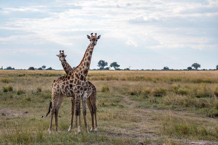 Chobe Day Trip