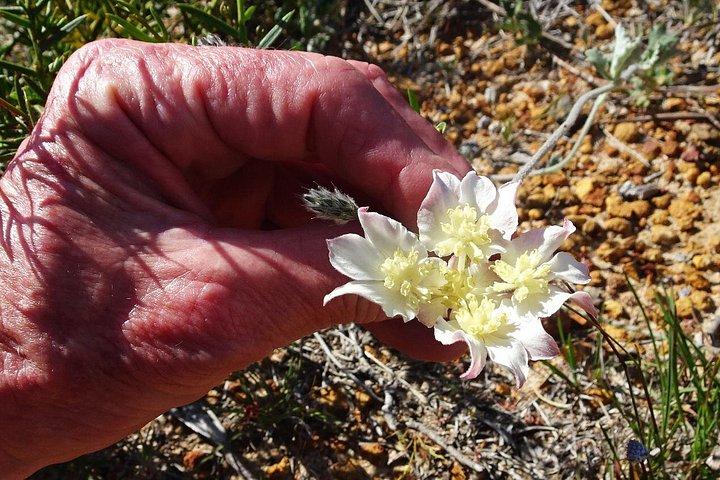 Spring Wildflower Private Day Tours