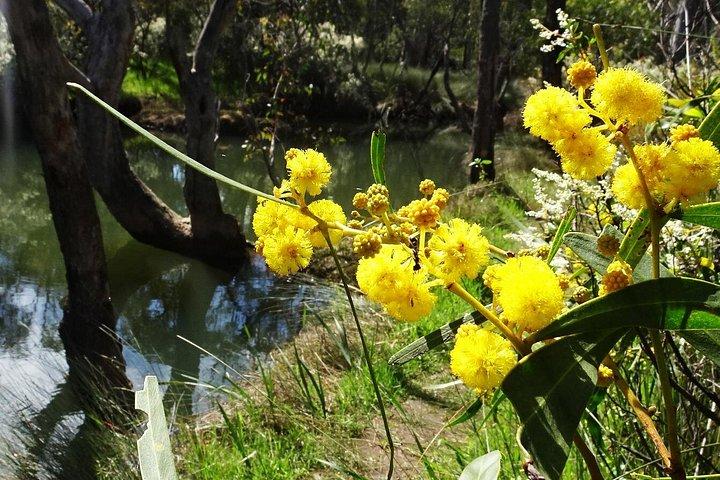 Spring Wildflower Private Day Tours