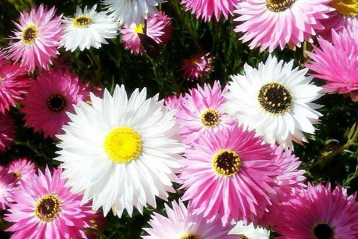 Spring Wildflower Private Day Tours