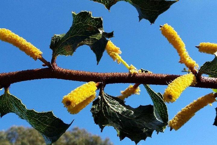 Spring Wildflower Private Day Tours