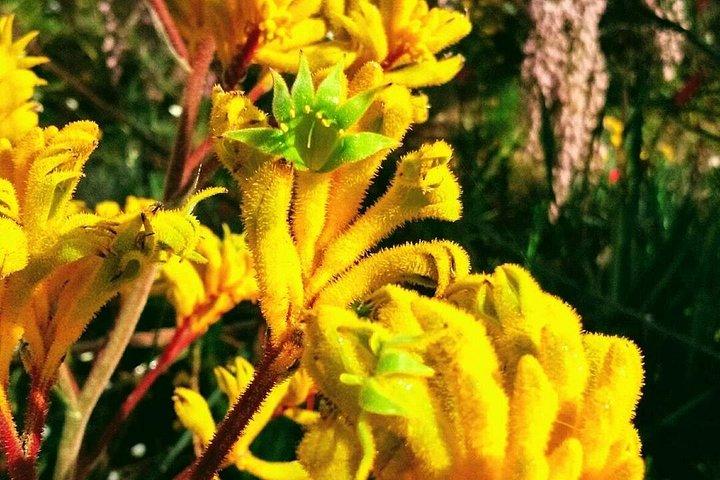 Spring Wildflower Private Day Tours