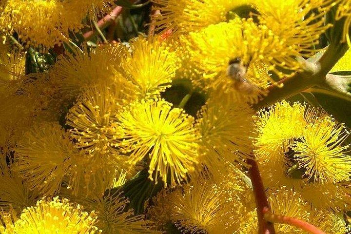Spring Wildflower Private Day Tours